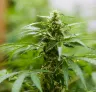 De 10 beste schimmelbestendige cannabissoorten voor een succesvolle oogst in 2026