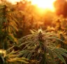 Beste fotoperiode cannabis strains voor korte groeiseizoenen
