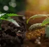 Coco-coir versus aarde voor cannabis: wat is beter? Onze door het lab onderbouwde kijk op grotere toppen in 2026