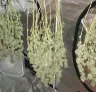 De complete gids voor het oogsten, trimmen, drogen en curen van cannabis (2026)