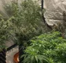 De ultieme gids voor cannabisgenetica, fenotypen en veredeling