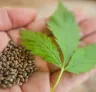 High-CBD versus High-THC Genetica: Uw Medicijn Kiezen