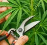 Ontbladingsmethoden voor gefeminiseerde cannabis: luchtstroom & opbrengstkwaliteit verbeteren