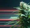 Snelbloeiende Cannabiszaden uitgelegd: Wat zorgt ervoor dat deze soorten zo snel klaar zijn?