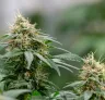 5 Autoflower Soorten Voor Een Snelle Kweek ⌛