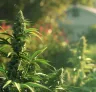 Snelste cannabissoorten voor korte buitenseizoenen