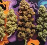 7 gefeminiseerde cannabissoorten bekend om hun unieke smaken