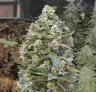 Alaskan Thunder Fuck – Kweekdagboek per Week & Strain Review