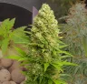 Banana Kush Auto Week-voor-Week Kweekdagboek