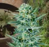 Blue Dream – Week-voor-week kweekdagboek & strain review