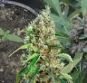 Bubblegum - Kweekdagboek per Week & Strain Review
