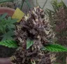 CBD Purple Kush Auto - Kweekdagboek per Week & Strain Review