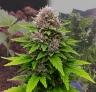 Critical Purple Auto - Kweekdagboek per Week & Strain Review