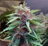 Durban Poison Week-voor-Week Kweekdagboek
