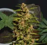 Fruity Pebbles - Kweekdagboek per Week & Strain Review