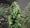 Ghost Train Haze - Kweekdagboek per Week & Strain Review