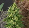 Girl Scout Cookies - Kweekdagboek per Week & Strain Review