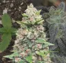 God's Gift - Kweekdagboek per Week & Strain Review