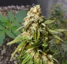Gorilla Glue Auto Week-tot-Week Kweekdagboek