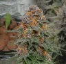 Granddaddy Purple Auto – Week-voor-week kweekdagboek & strain review