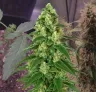 Girl Scout Cookies Auto Week voor Week Kweekdagboek