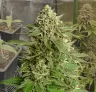 Haze #1 - Kweekdagboek per Week & Strain Review