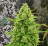 Northern Lights Auto – Week-voor-week kweekdagboek & strain review