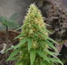 Pineapple Express Auto Kweekdagboek week per week