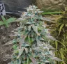 Purple Haze - Kweekdagboek per Week & Strain Review