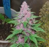 Purple Lemonade Auto – Week-tot-week kweekverslag & soortenreview