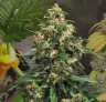 Strawberry Cough Kweekdagboek Week per Week