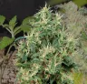 Strawberry Kush Kweekdagboek Week per Week