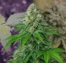 White Widow Auto – Week-tot-week Kweekdagboek & Strainreview