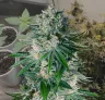 White Widow - Kweekdagboek per Week & Strain Review