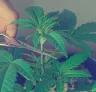 Gids voor het toppen en snoeien van Indica-cannabis voor maximale opbrengst en potentie