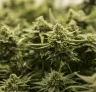 Top 5 autoflower strains met de hoogste opbrengst