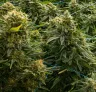 Top 15 Hoogst Opbrengende Cannabis Soorten Ooit