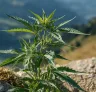 Hoe autoflower genetica cannabis telen voor altijd veranderde
