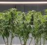 Hoe je de Mainlining-techniek toepast op Autoflower Cannabisplanten