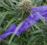 Hoe beginners hun cannabisopbrengst kunnen verhogen