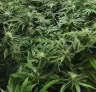 Hoe je met de Sea of Green-methode het maximale uit snelbloeiende cannabis haalt