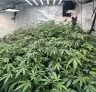 ScrOG vs. SOG: Welke cannabistrainingsmethode levert meer op?
