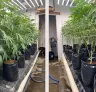 Lollipopping Cannabis: Wanneer en hoe je moet snoeien voor dichte toppen
