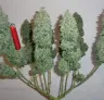 Cannabis mainlinen: een visuele stap-voor-stapgids