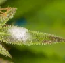 Hoe bestrijd je schimmel op je wietplant?
