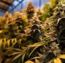 Fotoperiode-cannabiszaden uitgelegd: Hoe lichtcycli je oogst sturen