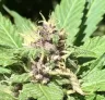 Geavanceerde Autoflower Kweekmethoden voor Gevorderden