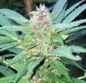 Autoflowers Kweken in Extreem Kleine Ruimtes