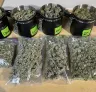 Hoe cannabis te trimmen: de ultieme gids voor nat vs. droog trimmen