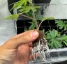 Monster stekken: hoe je bloeiende planten kunt klonen voor explosieve groei